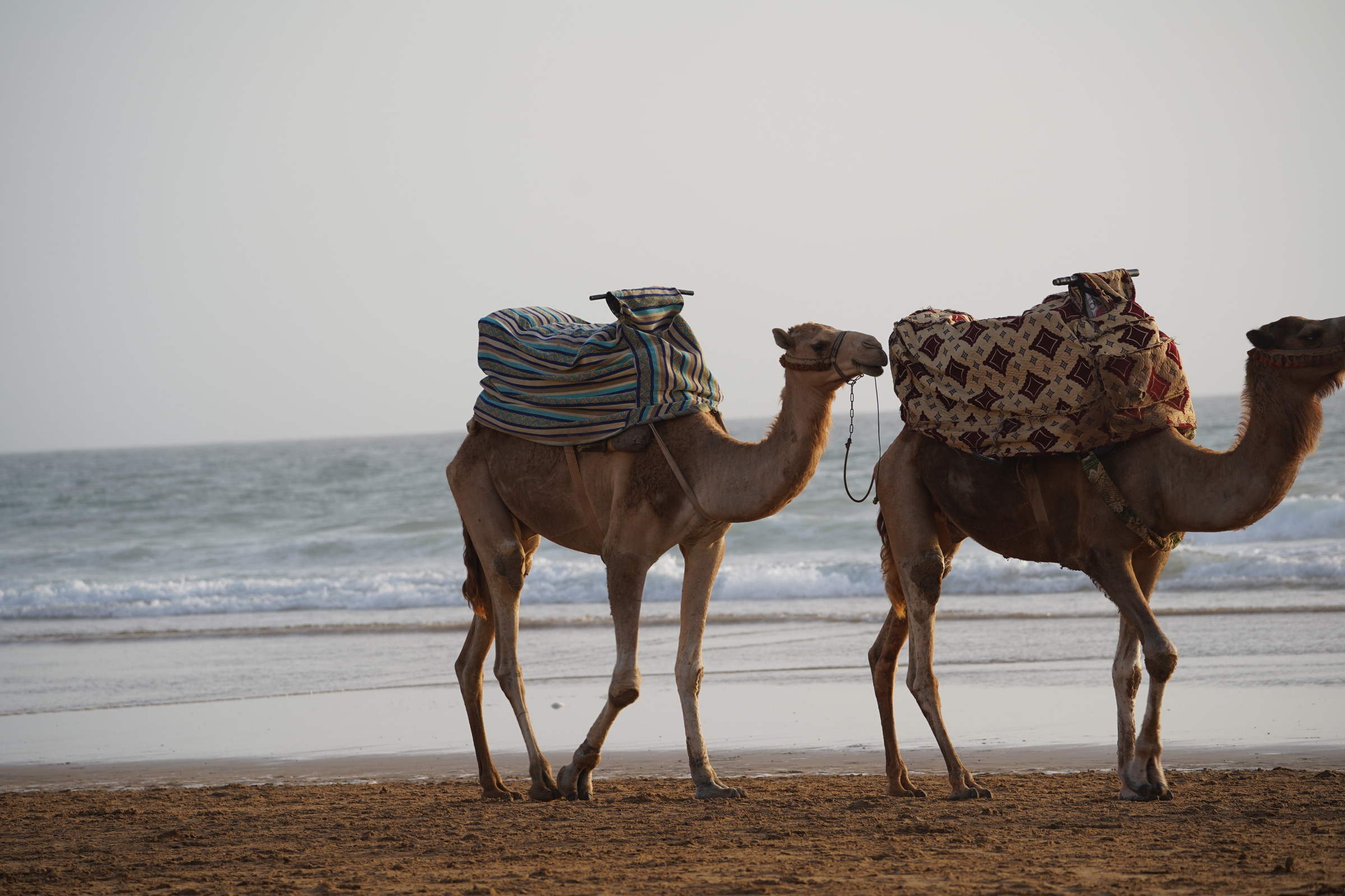 Morocco sunset camel